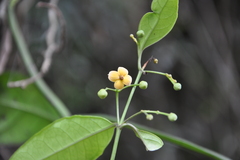 Gardneria ovata